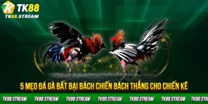 5 Mẹo đá gà bất bại bách chiến bách thắng cho chiến kê